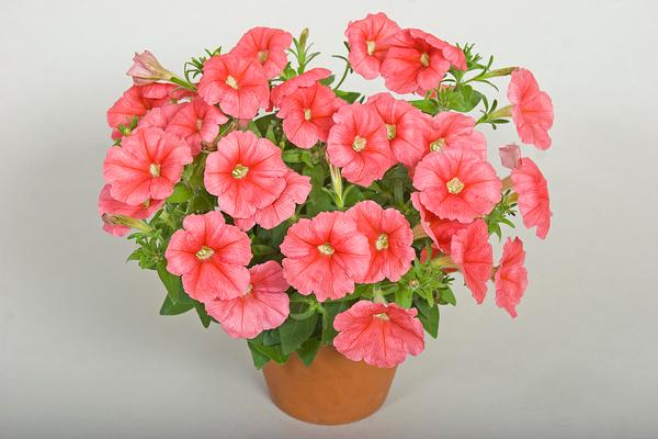 Petunia hybrida 'Sanguna Patio Salmon'