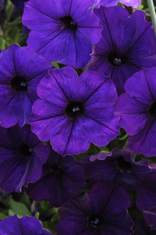 Petunia hybrida 'Starlet Blue'