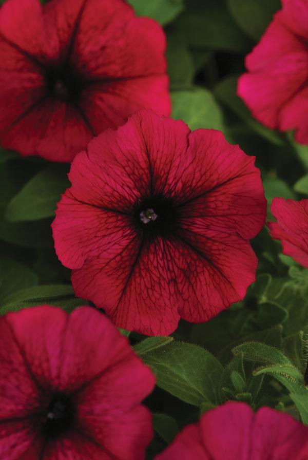 Petunia hybrida 'Starlet Burgundy'