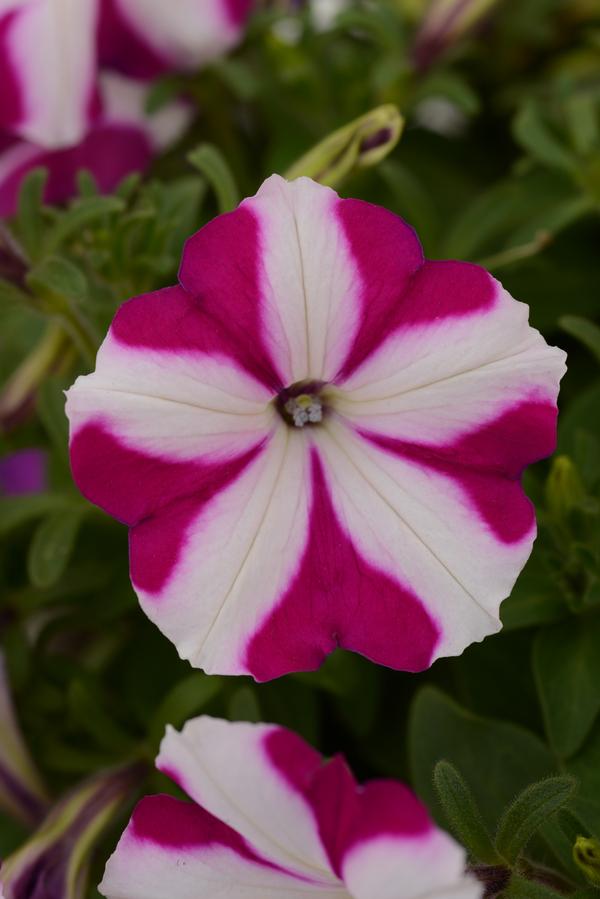 Petunia hybrida