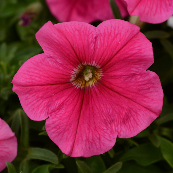 Petunia hybrida 'Starlet Dark Pink'