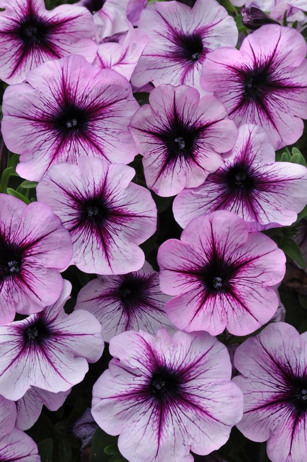 Petunia hybrida 'Starlet Lavender Star '19'