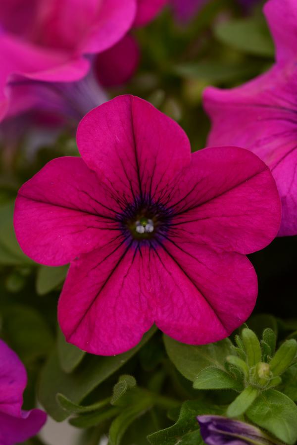 Petunia hybrida 'Starlet Magenta'