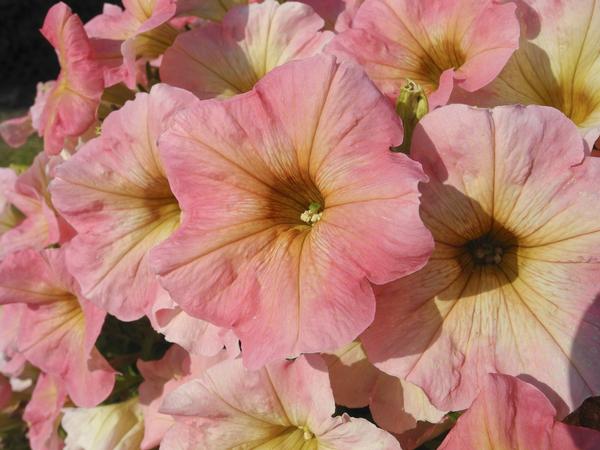 Petunia hybrida 'Starlet Pink Lemonade'