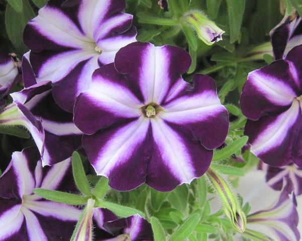 Petunia hybrida 'Starlet Purple Star'