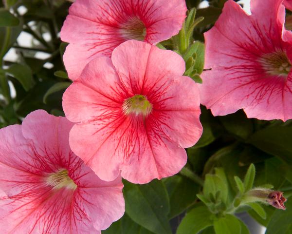 Petunia hybrida 'Starlet Salmon Red Vein'