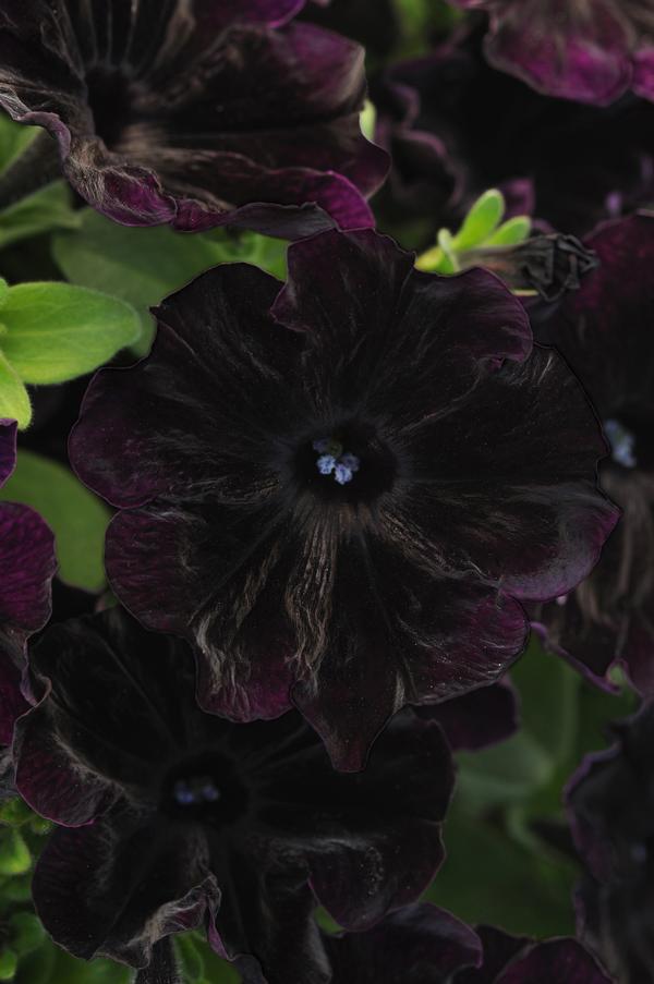 Petunia hybrida 'Starlet Velvet '20'