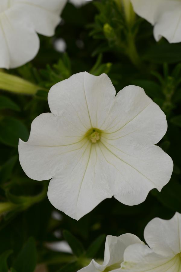 Petunia hybrida 'Starlet White'