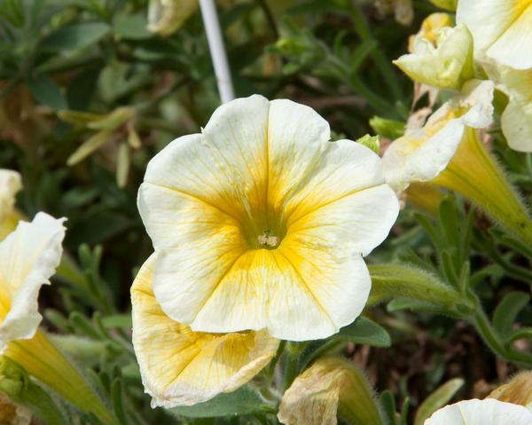Petunia hybrida