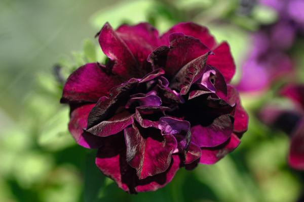 Petunia hybrida 'SweetSunshine Burgundy'