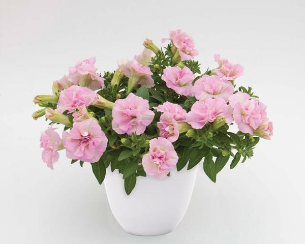 Petunia hybrida 'SweetSunshine Light Pink'