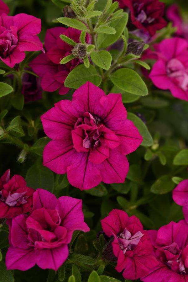 Petunia hybrida 'SweetSunshine Magenta'