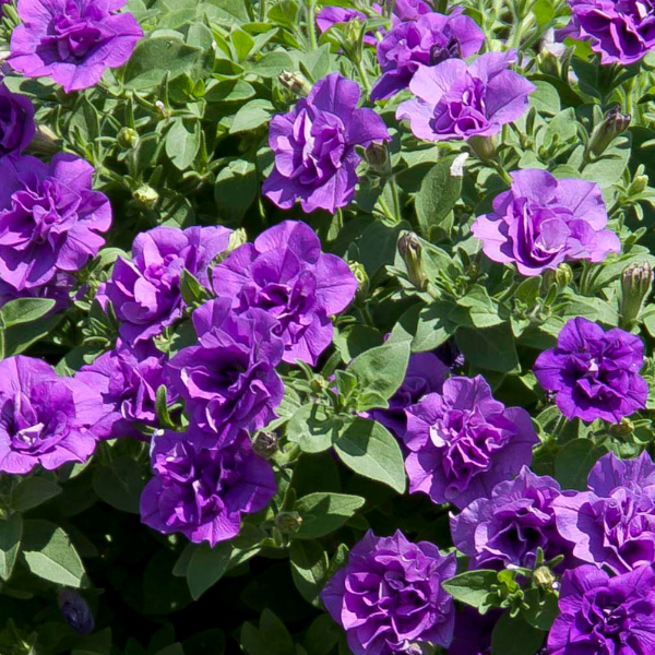 Petunia hybrida 'SweetSunshine Provence'