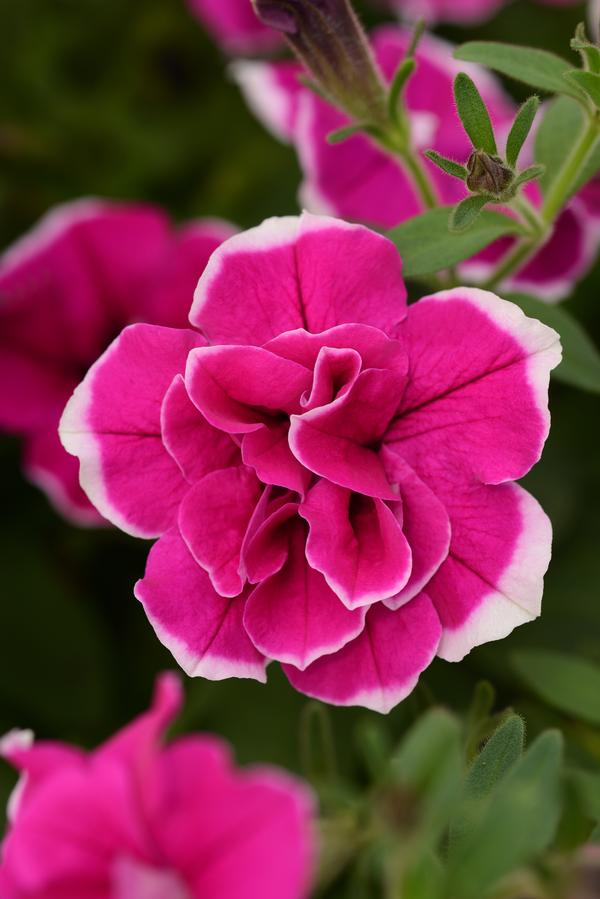 Petunia hybrida 'SweetSunshine Purple Picotee'