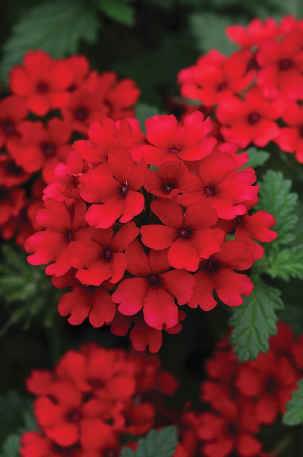 Verbena hybrida 'Lascar Dark Red'