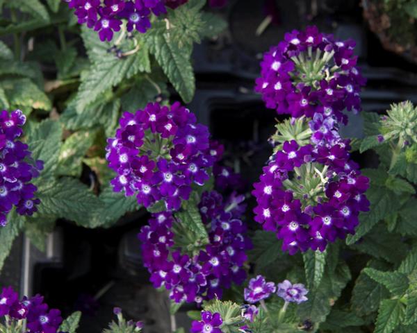 Verbena hybrida 'Lascar Dark Violet'