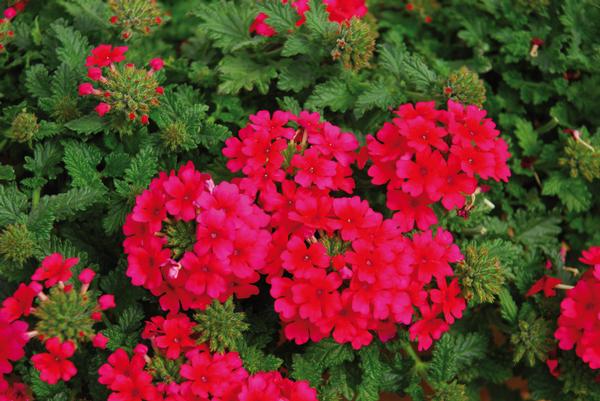 Verbena hybrida 'Lascar Hot Rose'