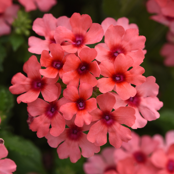 Verbena hybrida
