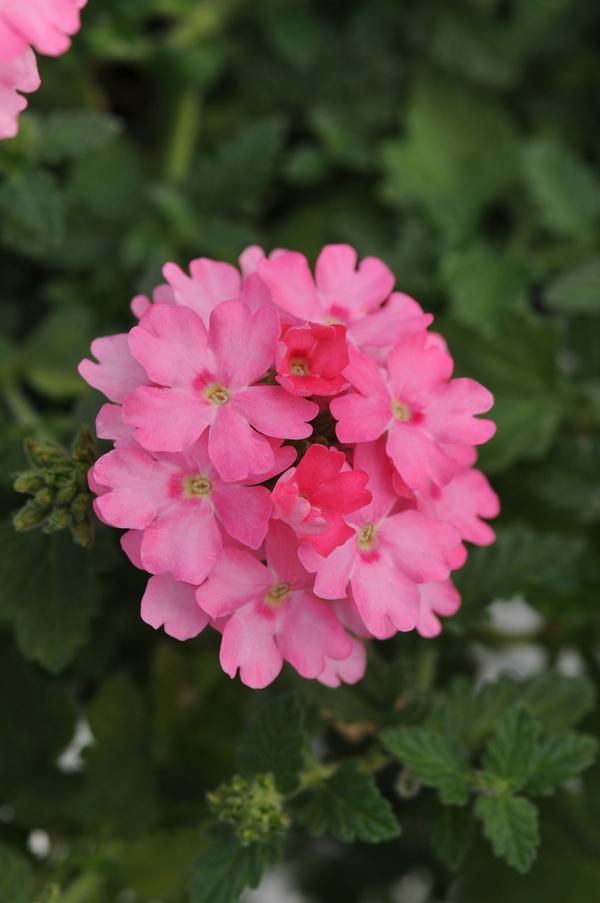 Verbena hybrida 'Lascar Pink'