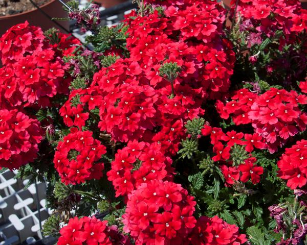 Verbena hybrida