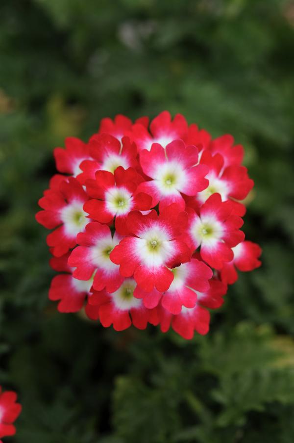 Verbena hybrida 'Lascar Red Rose'