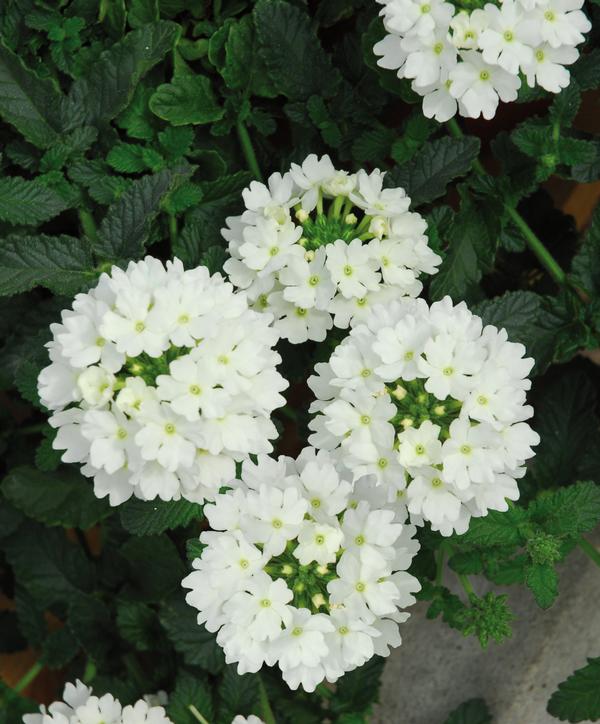 Verbena hybrida 'Lascar White'
