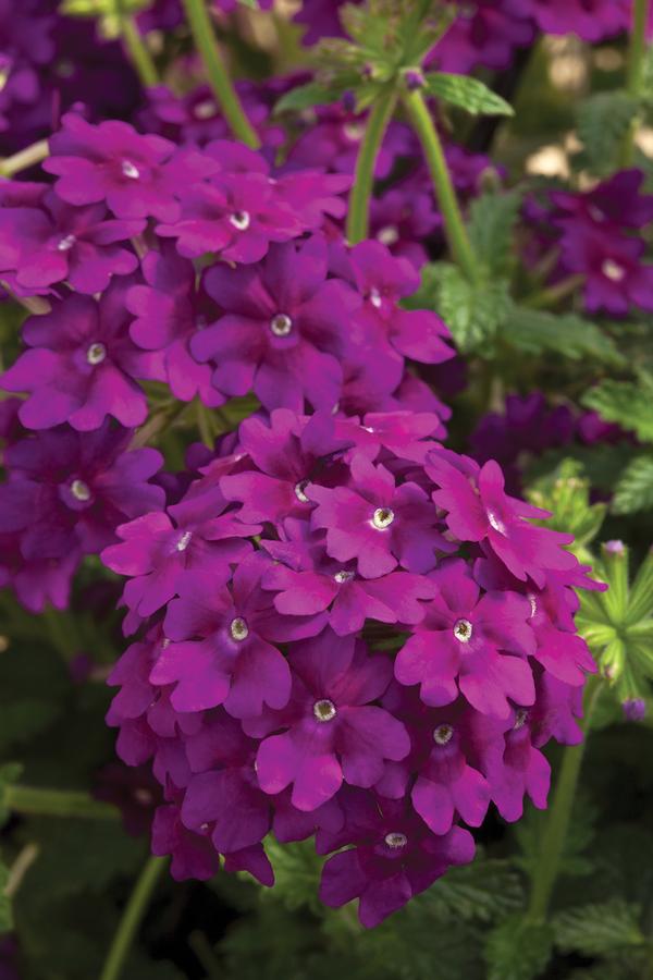 Verbena hybrida 'Lanai Deep Purple'