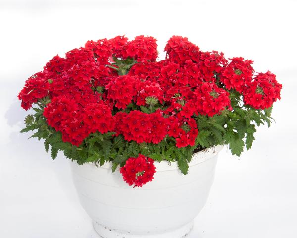 Verbena hybrida