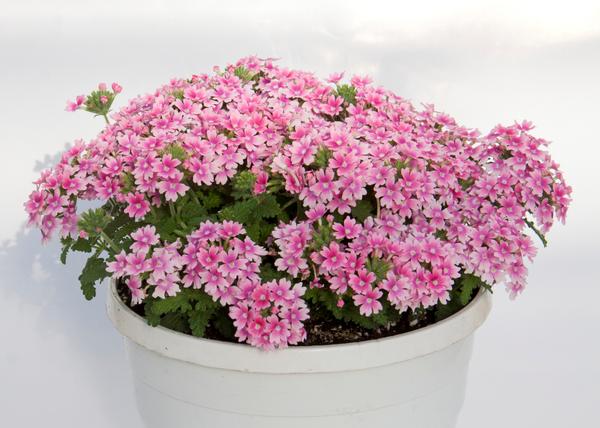 Verbena hybrida 'Pops Pink 19'