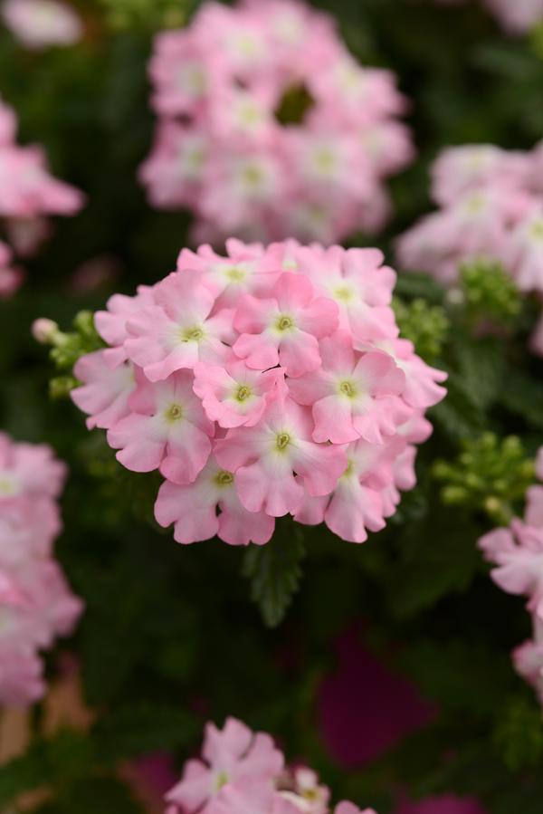 Verbena hybrida 'Pops Pink with Eye'