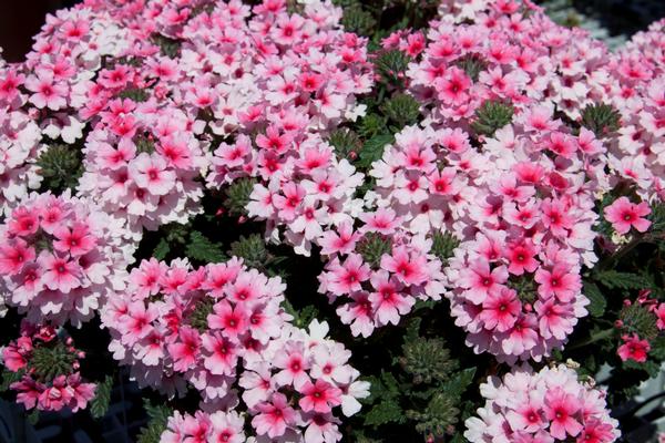 Verbena hybrida 'Pops Pink with Red Eye'