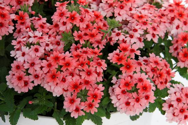 Verbena hybrida 'Pops Salmon with Red Eye'