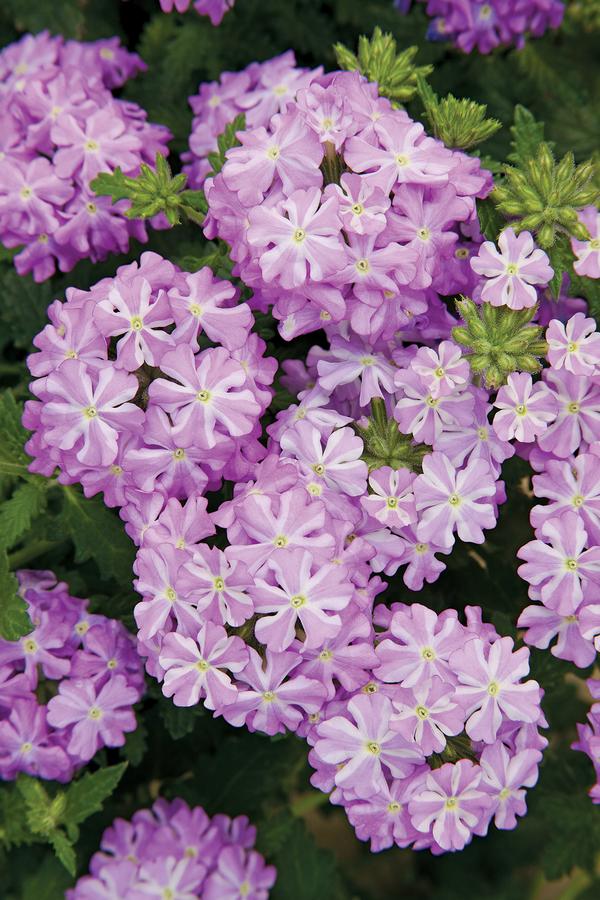 Verbena hybrida 'Lanai Lavender Star'