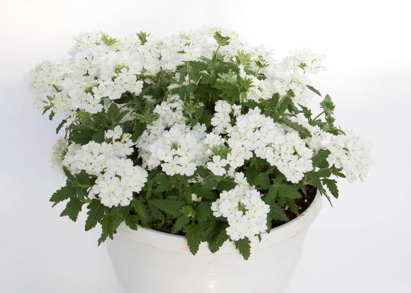 Verbena hybrida 'Pops White'