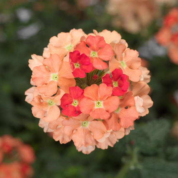 Verbena hybrida 'Lanai Peach'