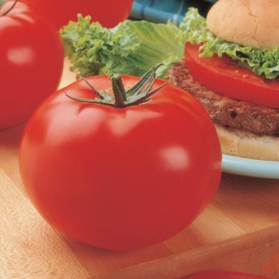 Tomato 'Big Beef'