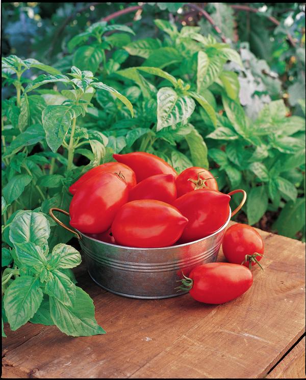 Burpee Tomato