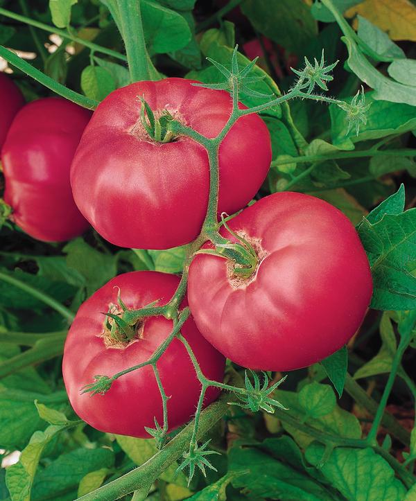 Burpee Tomato