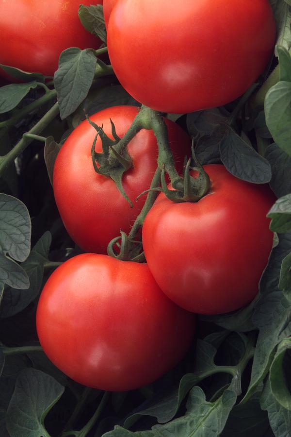 Weezie's Garden 'Tomato Early Girl'