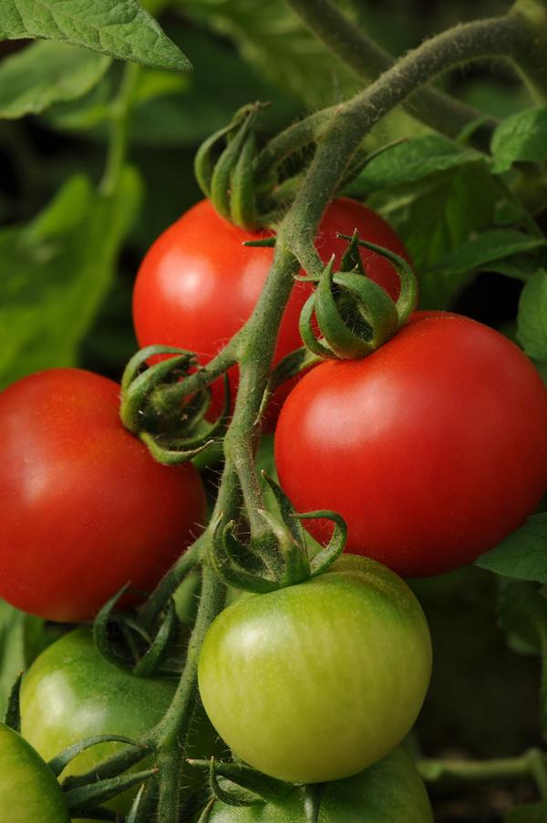 Burpee Tomato