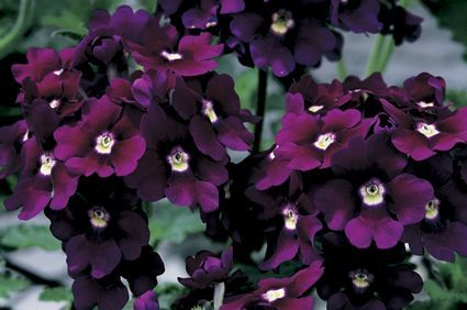 Verbena hybrida 'Lanai Royal Purple with Eye'