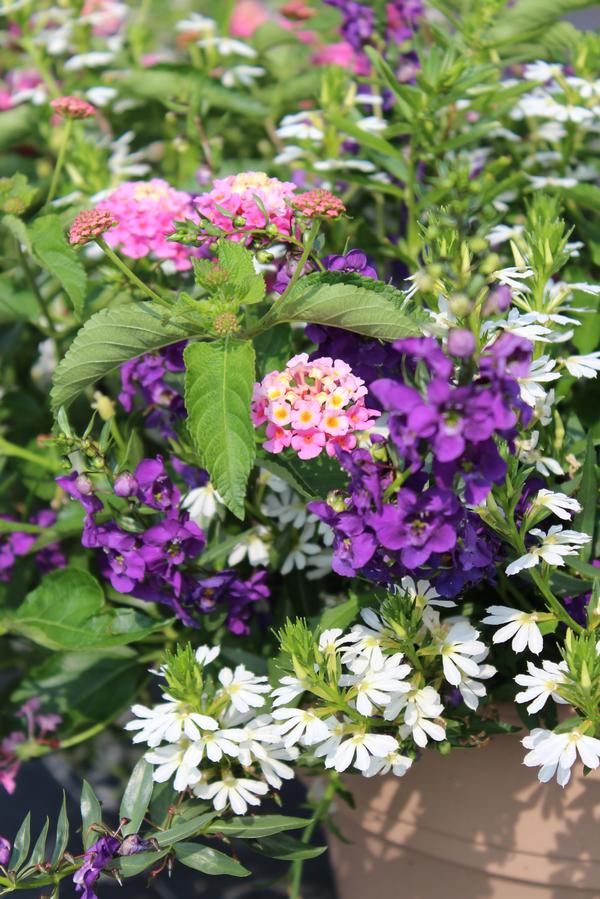 Summer Combos - TP