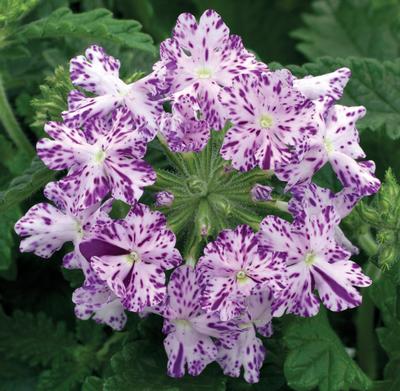 Verbena hybrida 'Lanai Upright Purple Mosaic'