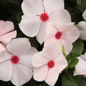 Vinca catharanthus roseus