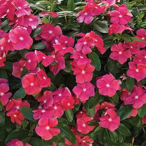 Vinca catharanthus roseus