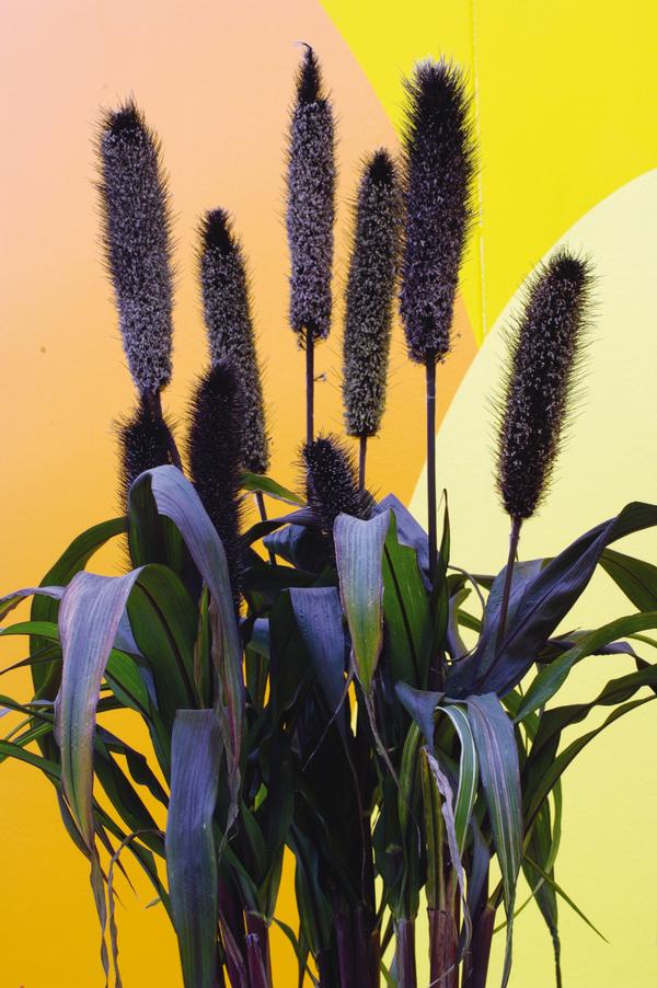 Ornamental Millet pennisetum glaucum 'Purple Baron'