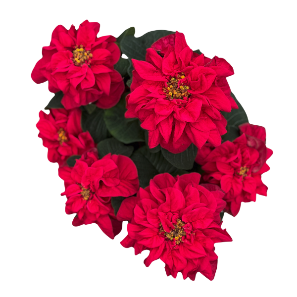 Poinsettia euphorbia pulcherrima 'Winter Rose Early Red'