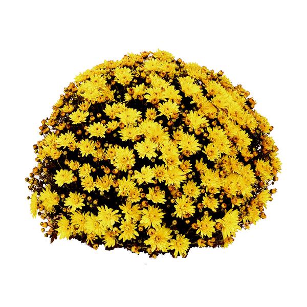 Mum chrysanthemum x morifolium 'Conaco Gold'