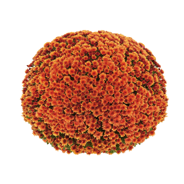 Mum chrysanthemum x morifolium 'Vigorelli Orange'