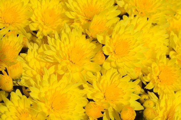 Mum chrysanthemum x morifolium 'Honeyblush Yellow'